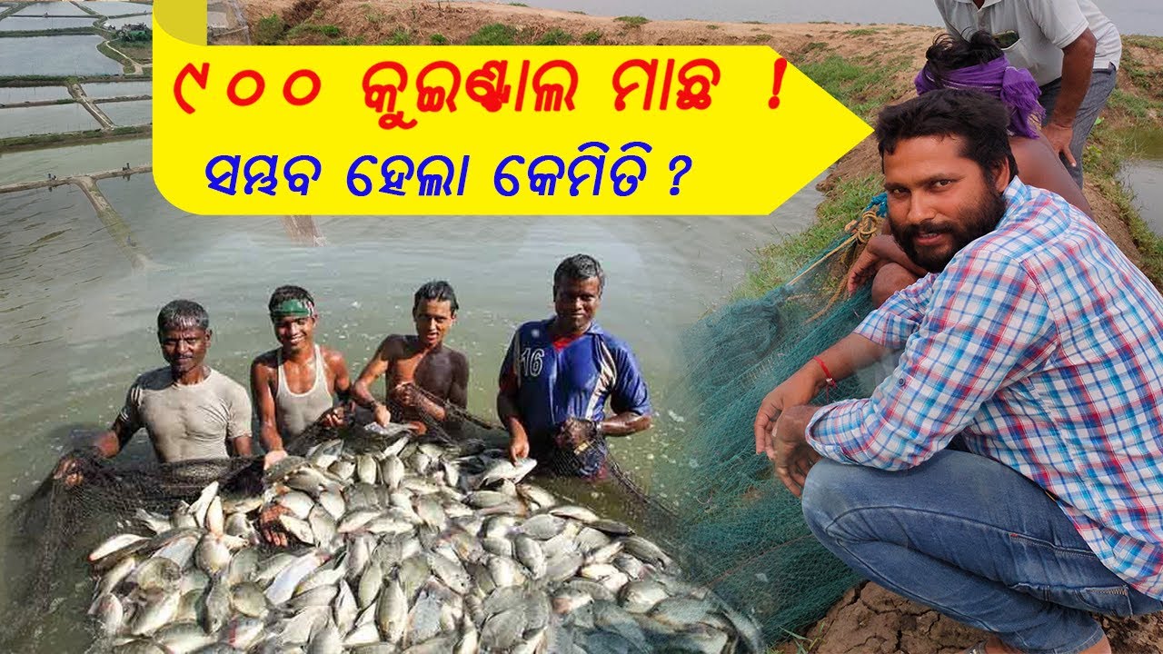 ୯୦୦ କୁଇଣ୍ଟାଲ ମାଛ ଉତ୍ପାଦନ ହେଉଥିବା ଫାର୍ମ || 900 Quintal fish production farm in odisha || #Fish farm