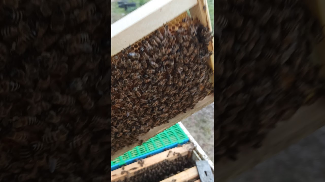 Δύο βασίλισσες σε μια κυψέλη με κελί 1/4 κελί 2 /4 αποδεκτό.
