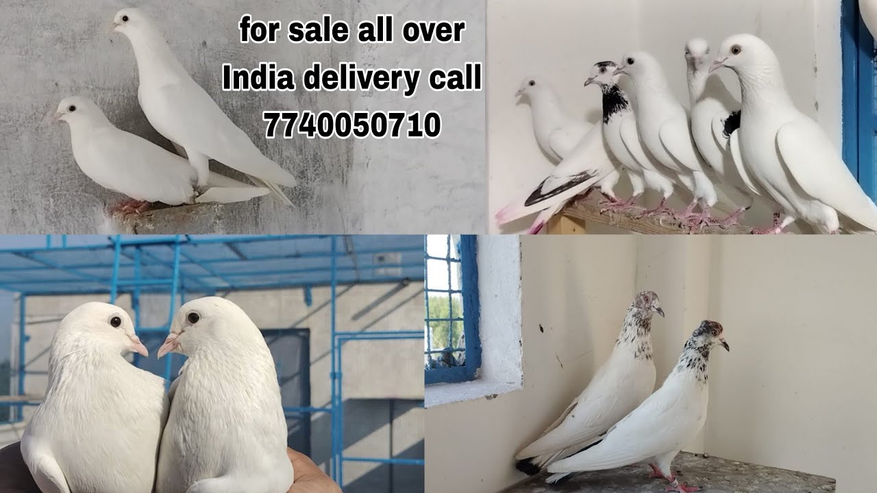 सेल बड़ा धमाका सिर्फ 500 रूपीस पर में 10 घंटे उड़ान की ग्रंटी वाले पंजाबी मलवाई कबूतर कॉल 77400-50710