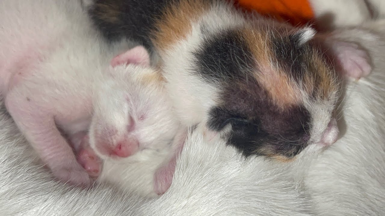 Cat is taking care of her baby while breastfeeding | LUCY Official