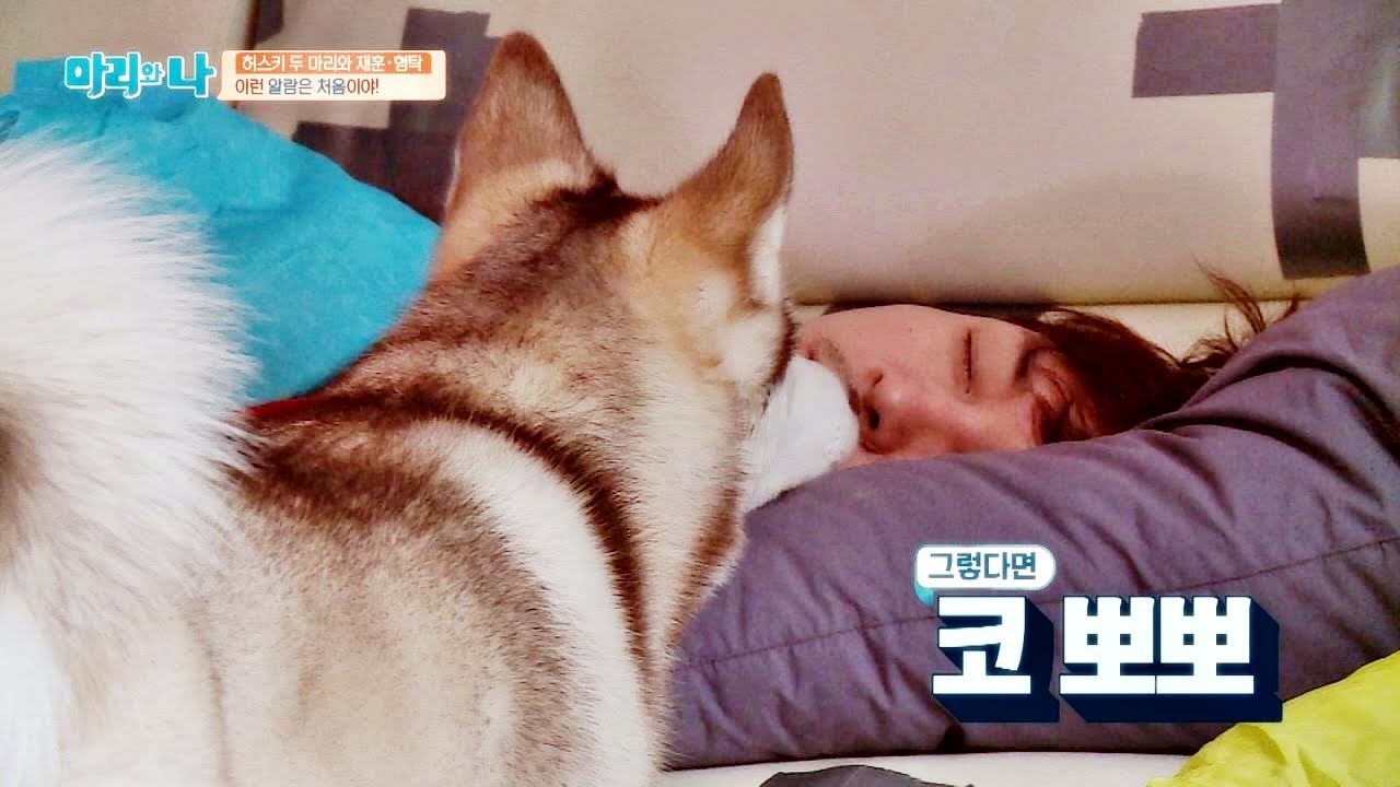 거친 사운드와 불안한 코 뽀뽀, 우릴 지켜보는 허스키 남매  마리와 나 16회
