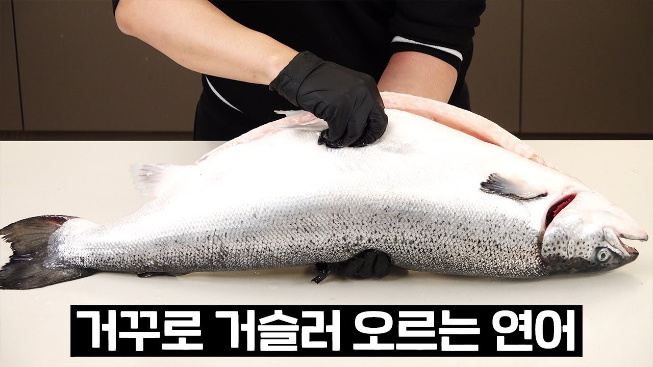 통연어 무한으로 즐기기