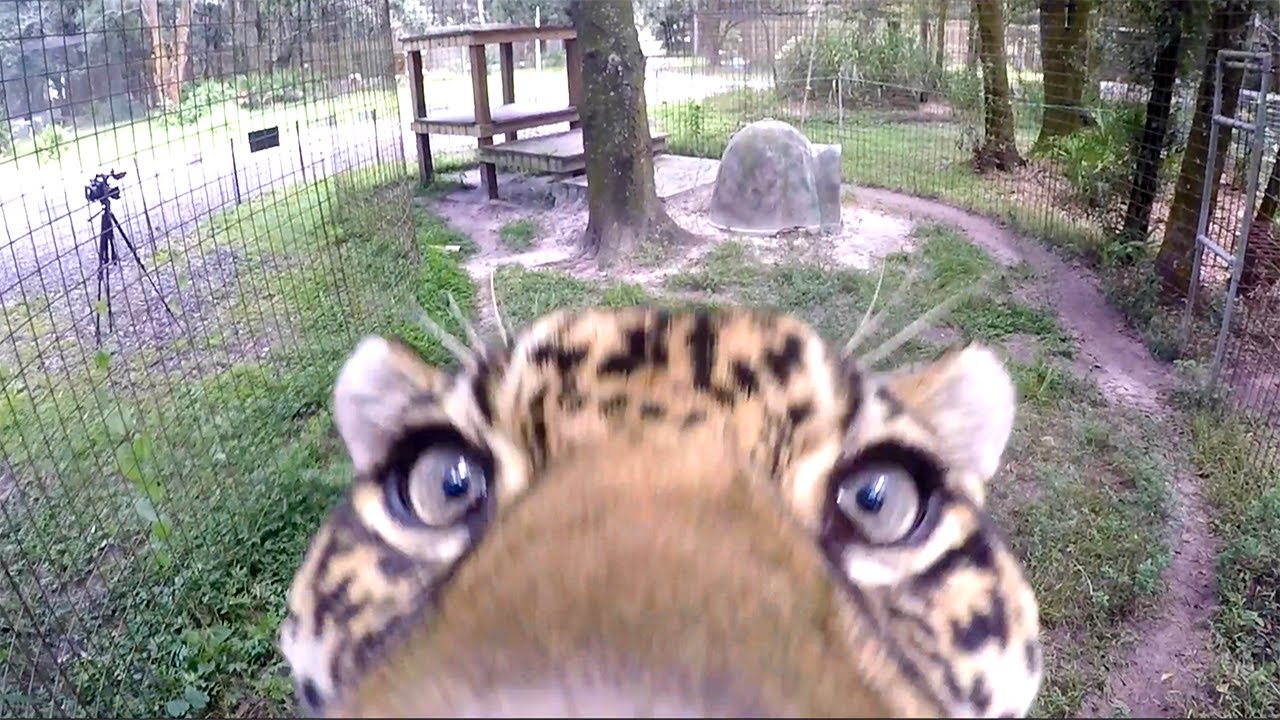 Jaguar сбивает камеру!