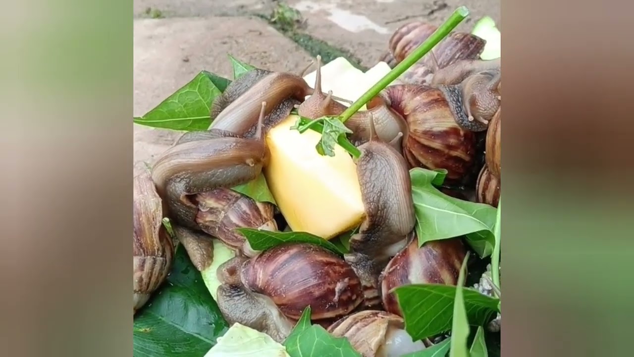 Lots of cute snails when moving late in the morning #snail