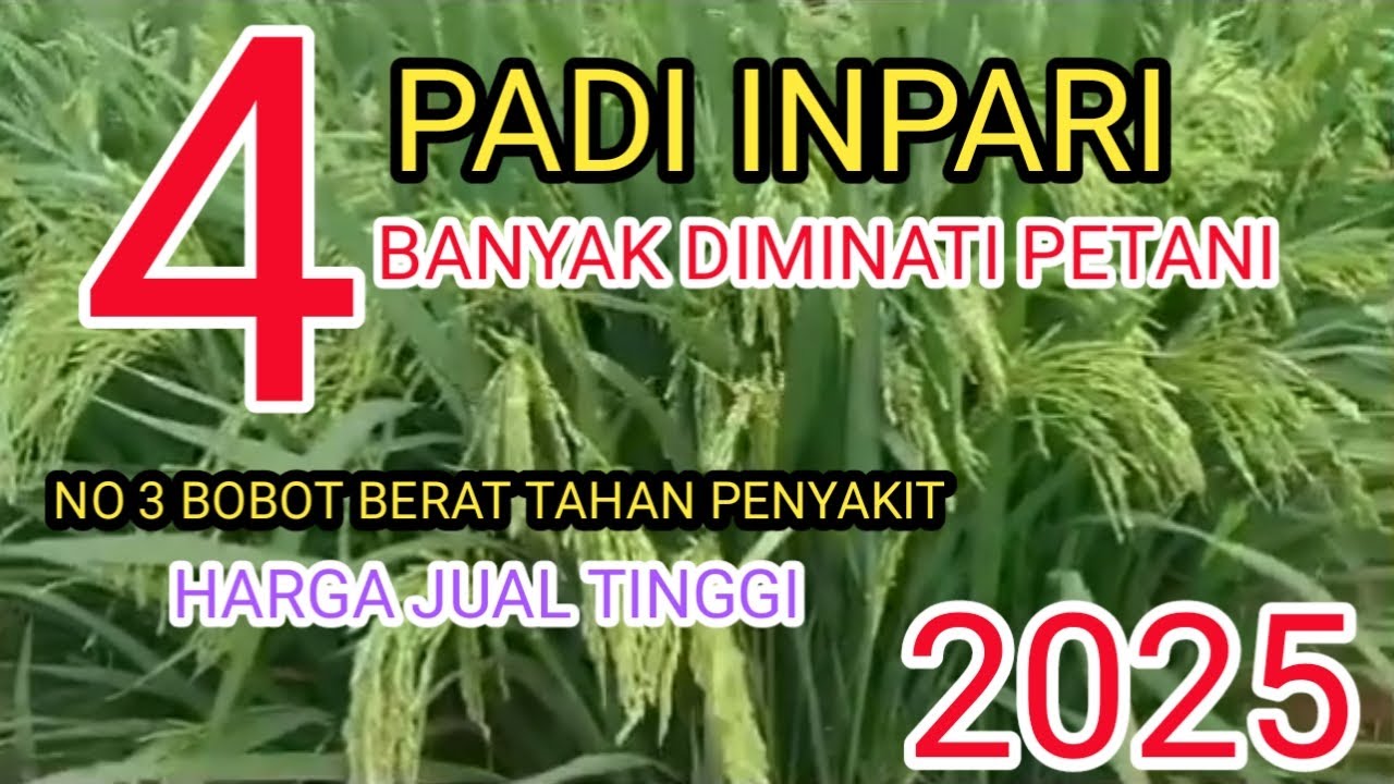 4 jenis padi Inpari yang banyak diminati petani padi || harga jual gabah tinggi