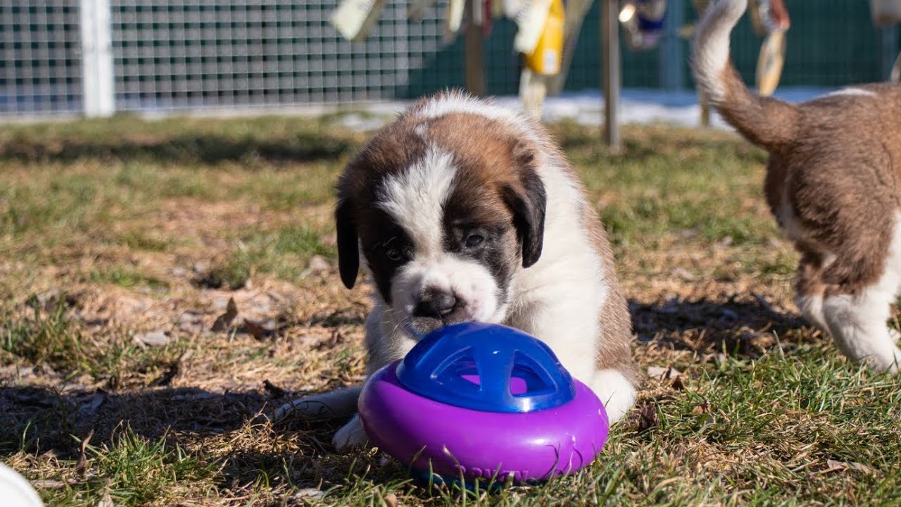 Education des chiots Saint-Bernard à la Fondation Barry
