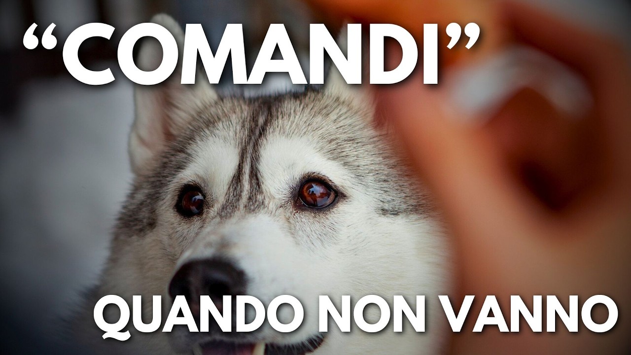 Perché il tuo cane non risponde ai comandi
