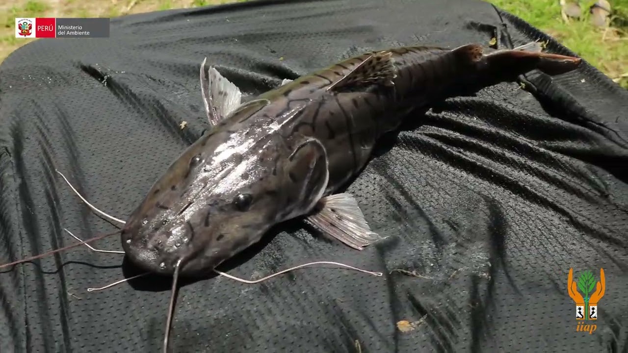 Reproducción de Doncellas