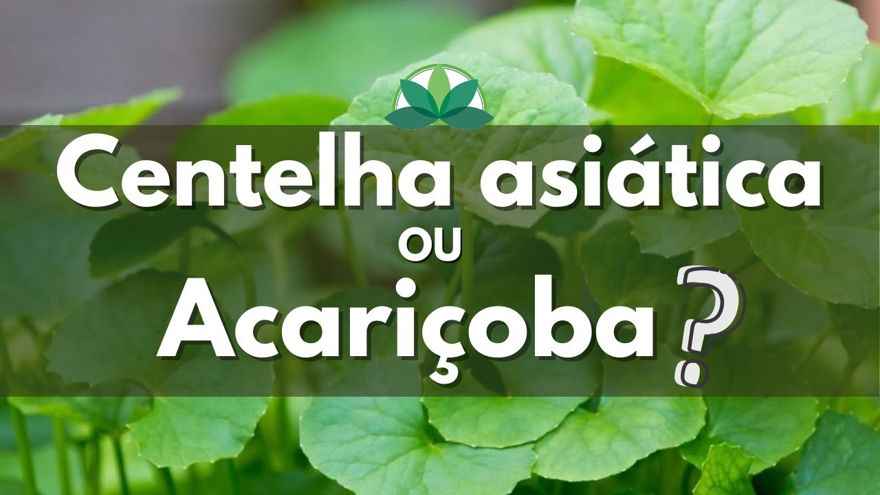 Que planta é essa, Daniel? CENTELHA- ASIÁTICA