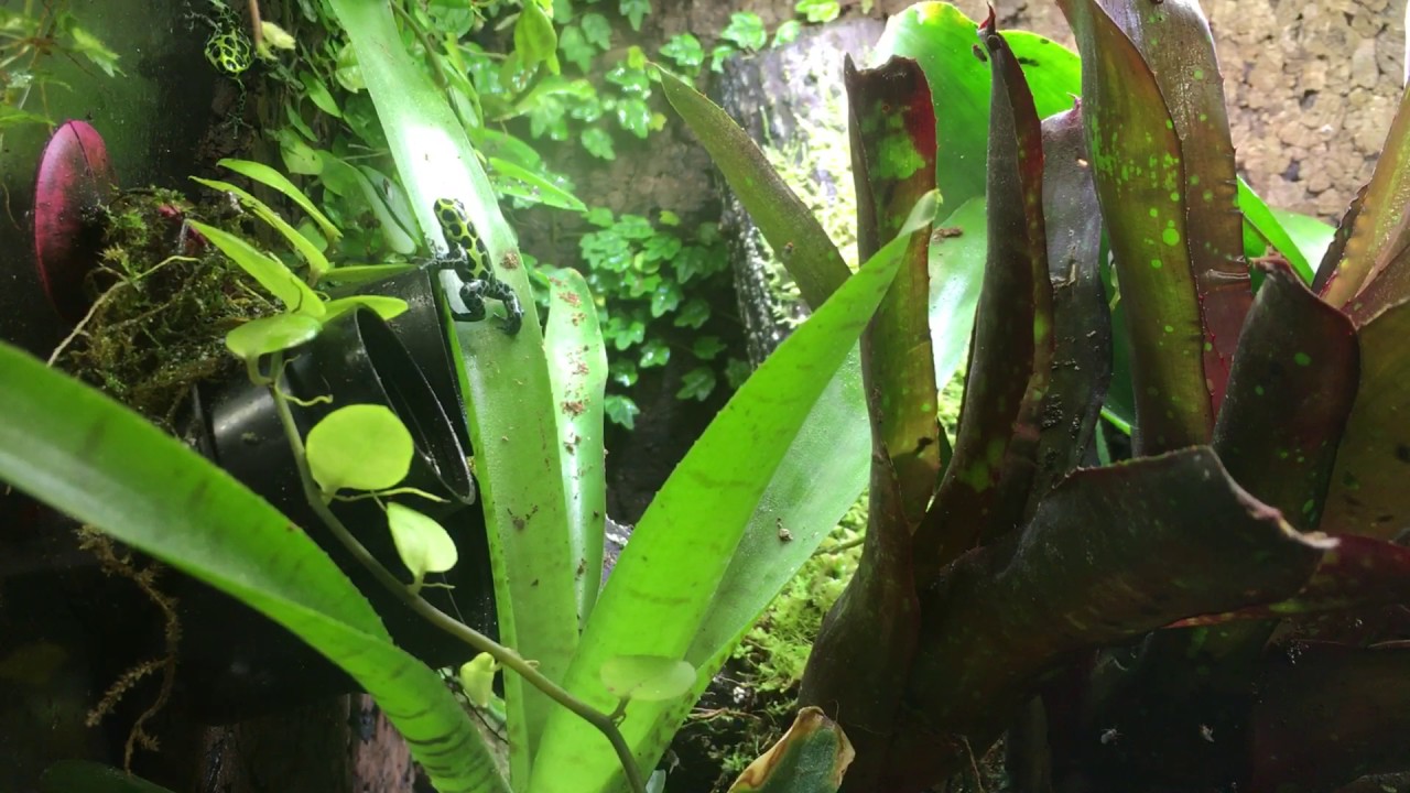 Ranitomeya Variabilis Southern calling