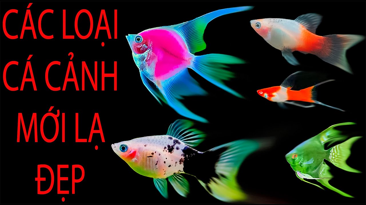 CÁ GIỐNG MỚI ĐẸP LẠ - SÀN CÁ CẢNH - TV