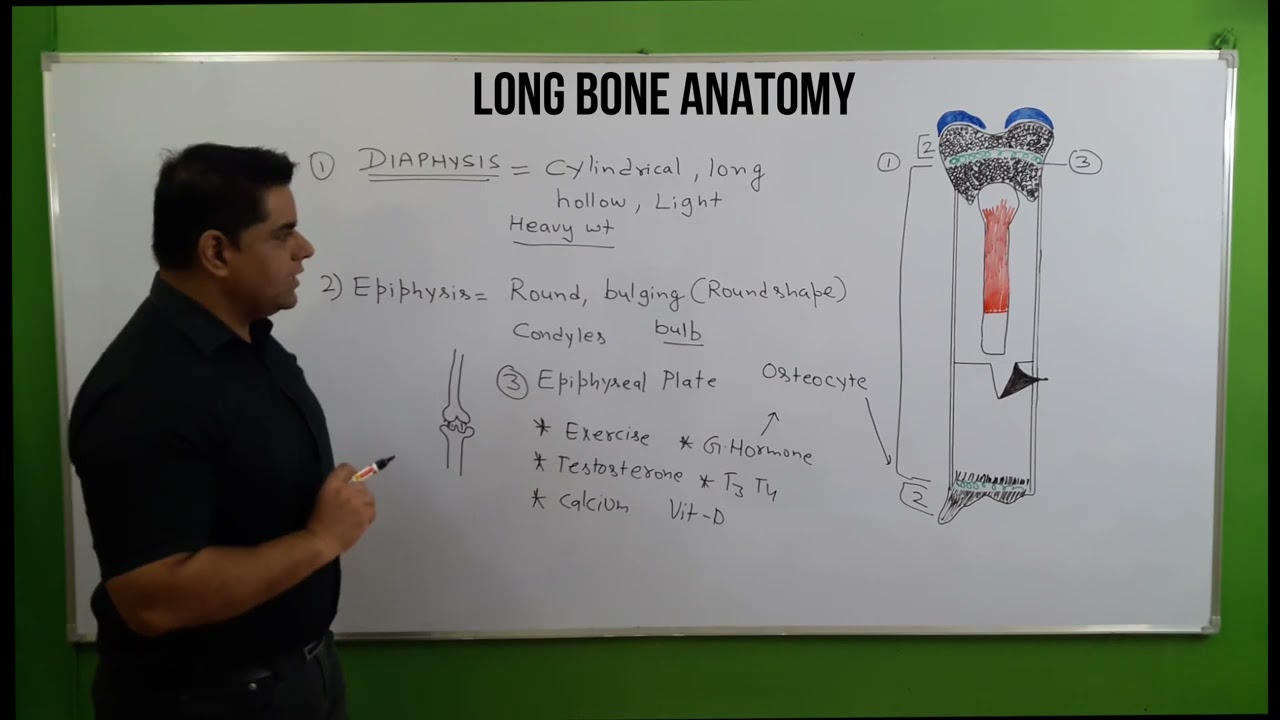 Long Bone in Hindi: Structure of Long Bone | Anatomy of Long Bone | Bone Cells