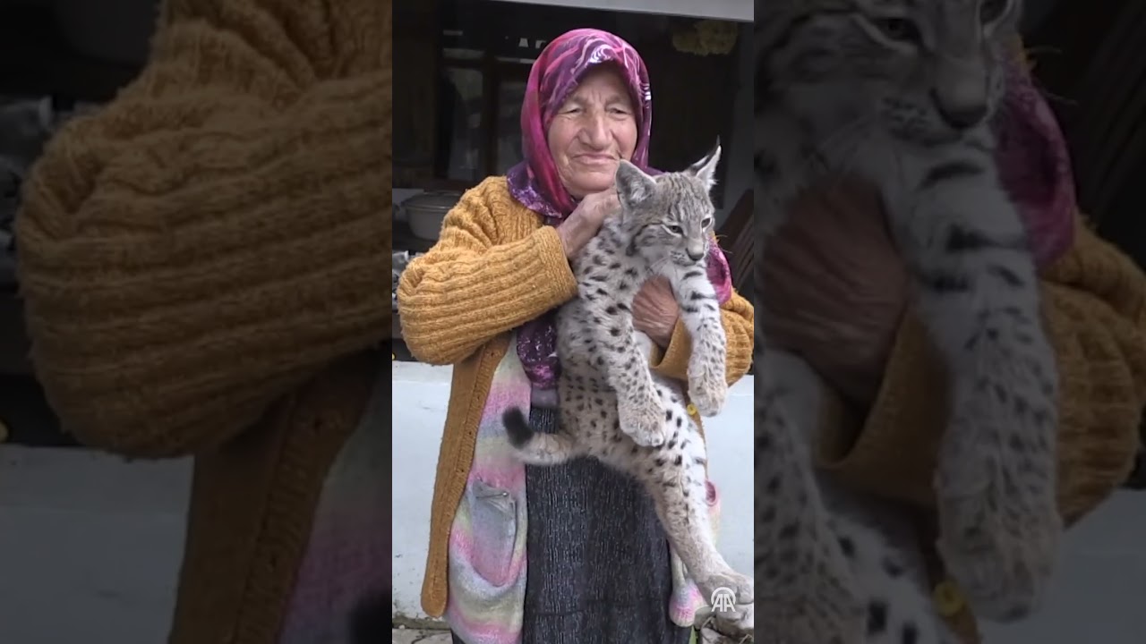 Sivas'ta k&ouml;yl&uuml;lerin bulduğu vaşak yavrusu koruma altına alındı