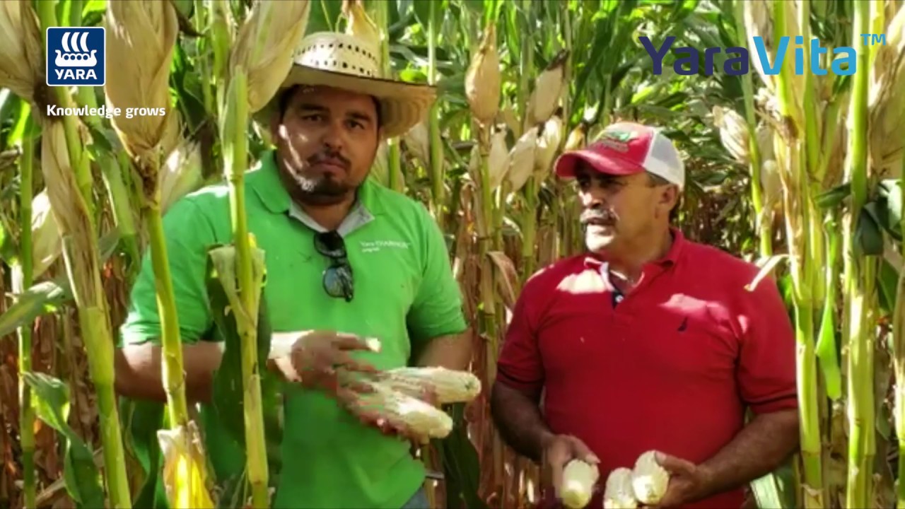 Aplicación de YaraVita en el cultivo de Maíz