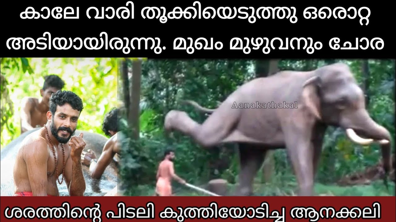 കാലിൽ തുമ്പിക്കൈ കൊണ്ട് പിടികൂടി ഒരൊറ്റ അടിയായിരുന്നു, മുഖം പൊളിഞ്ഞുപോയി | Kayamkulam sarath