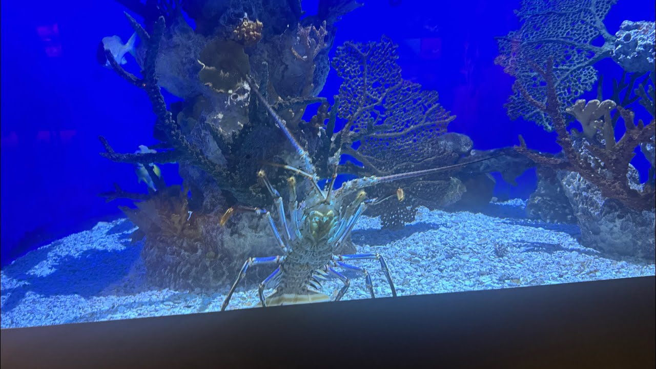 Cool fish and other marine life in Tropical Discovery at the Denver Zoo Conservation Alliance 