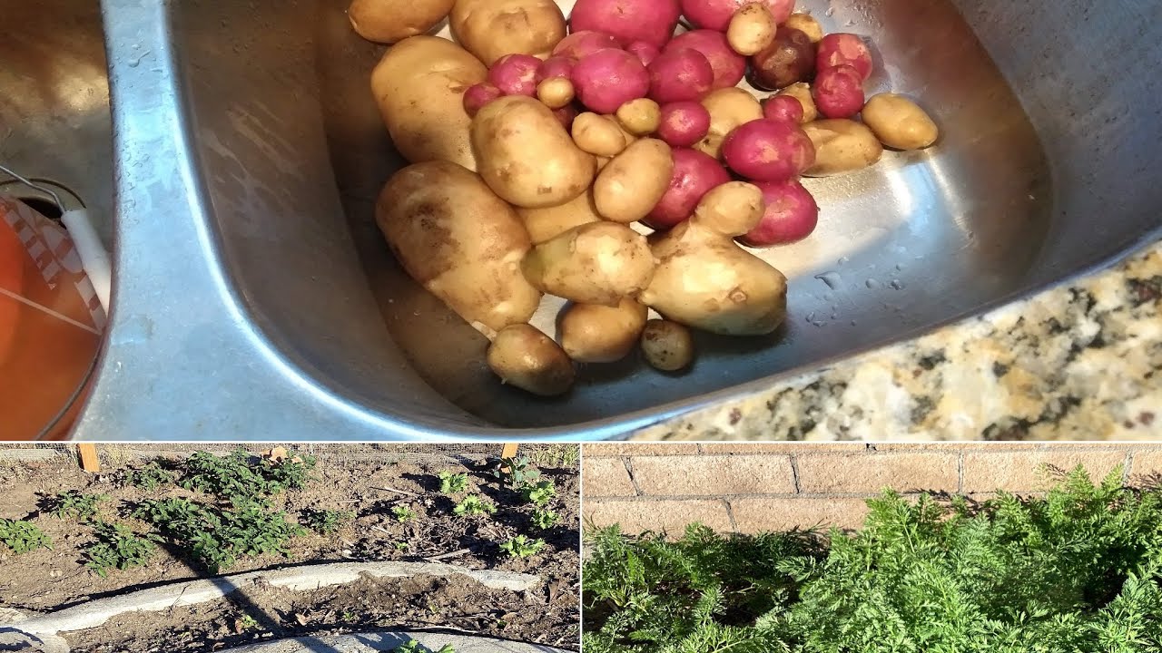 Progress Day, Cleaning my Vegetable Garden and Harvesting potatoes 