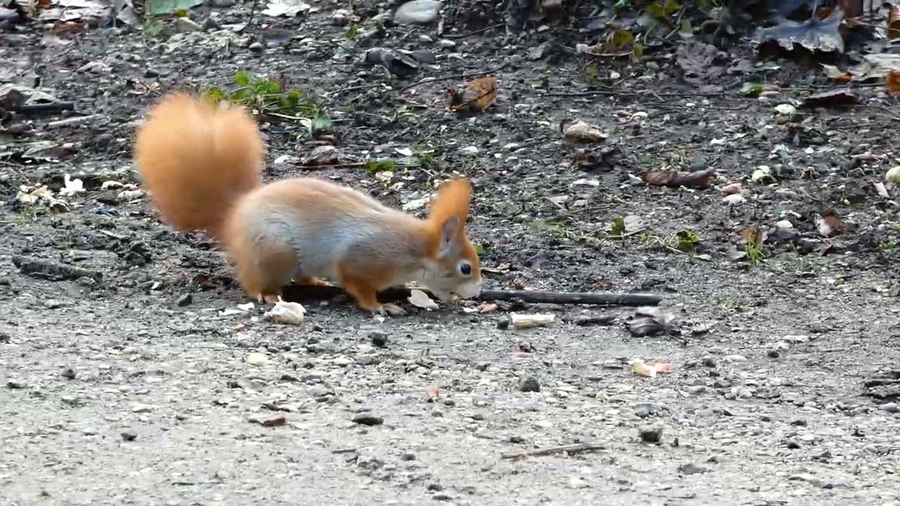Eichhörnchen live