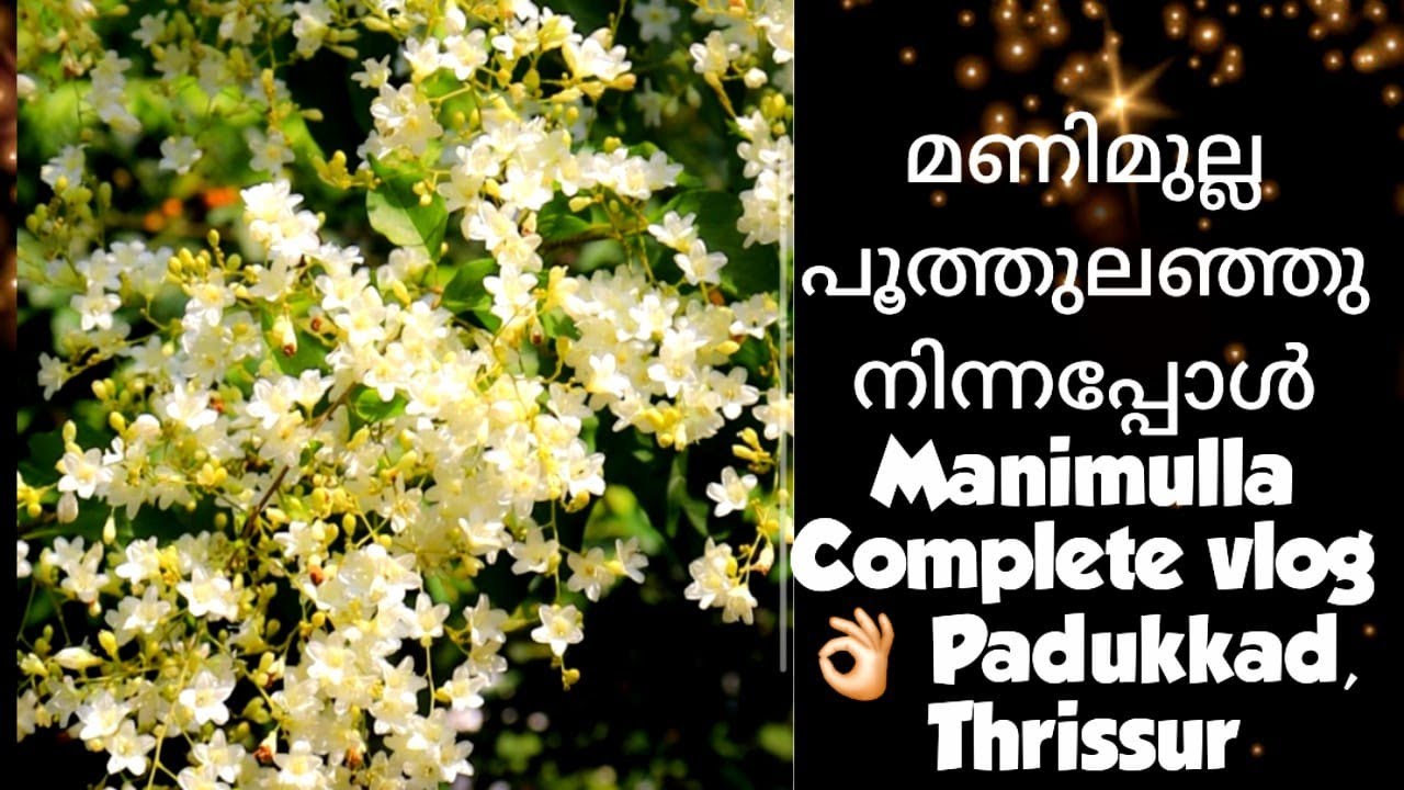 മണിമുല്ല പൂത്തുലഞ്ഞു നിന്നപ്പോൾ /Manimulla Complete vlog Padukkad, Thrissur