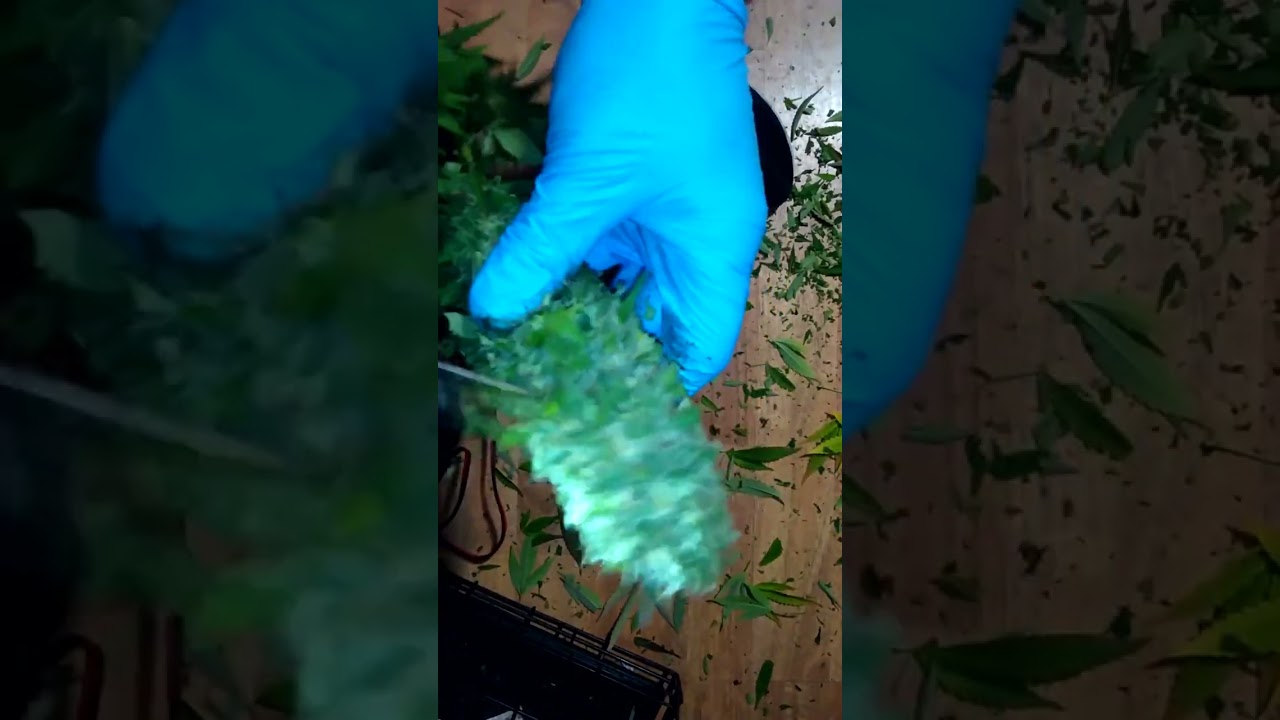 Bonsai trimmer 