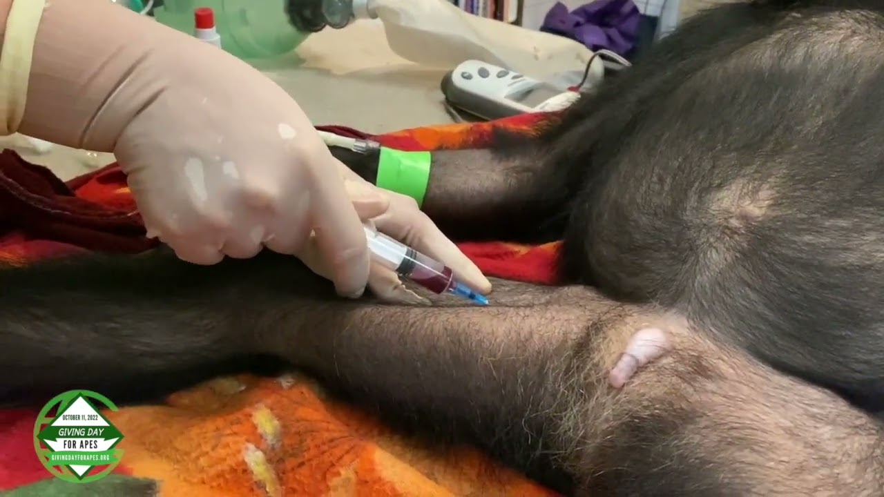 Medical Check Up Orphaned Chimpanzee at Tacugama