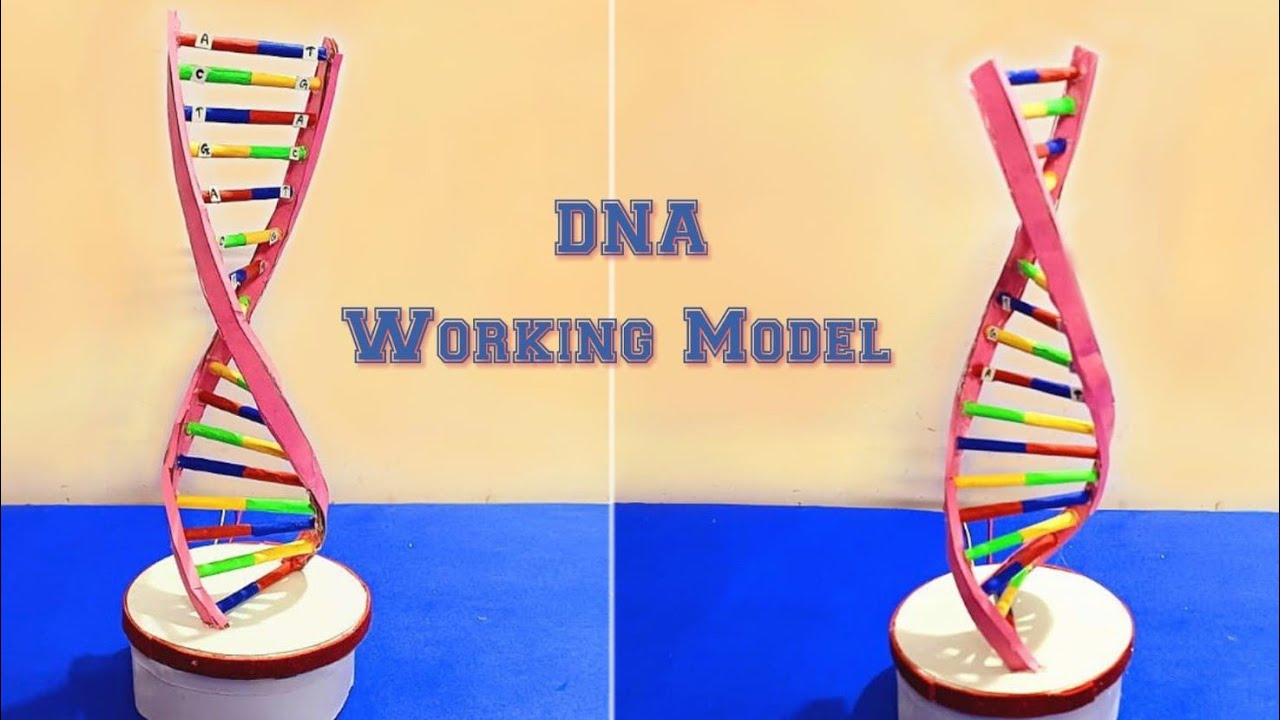 DNA model project | DNA working model science project | How to make 3d DNA model