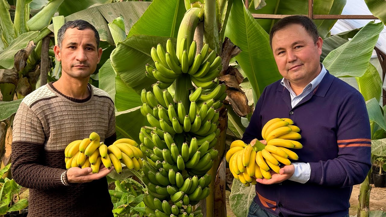Yarim pakana mashxur banan🍌🍌 Surxondaryda xosil berdi. 2-qism