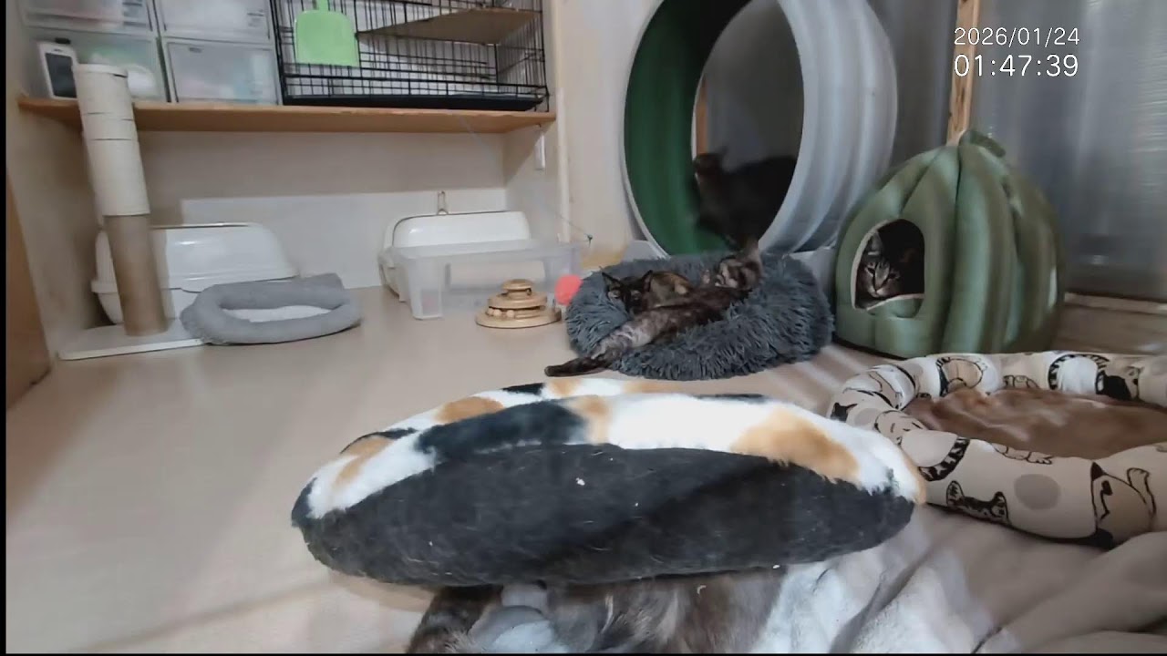■子猫中猫+α ■子猫室ライブ ■　20260123　13：50〜