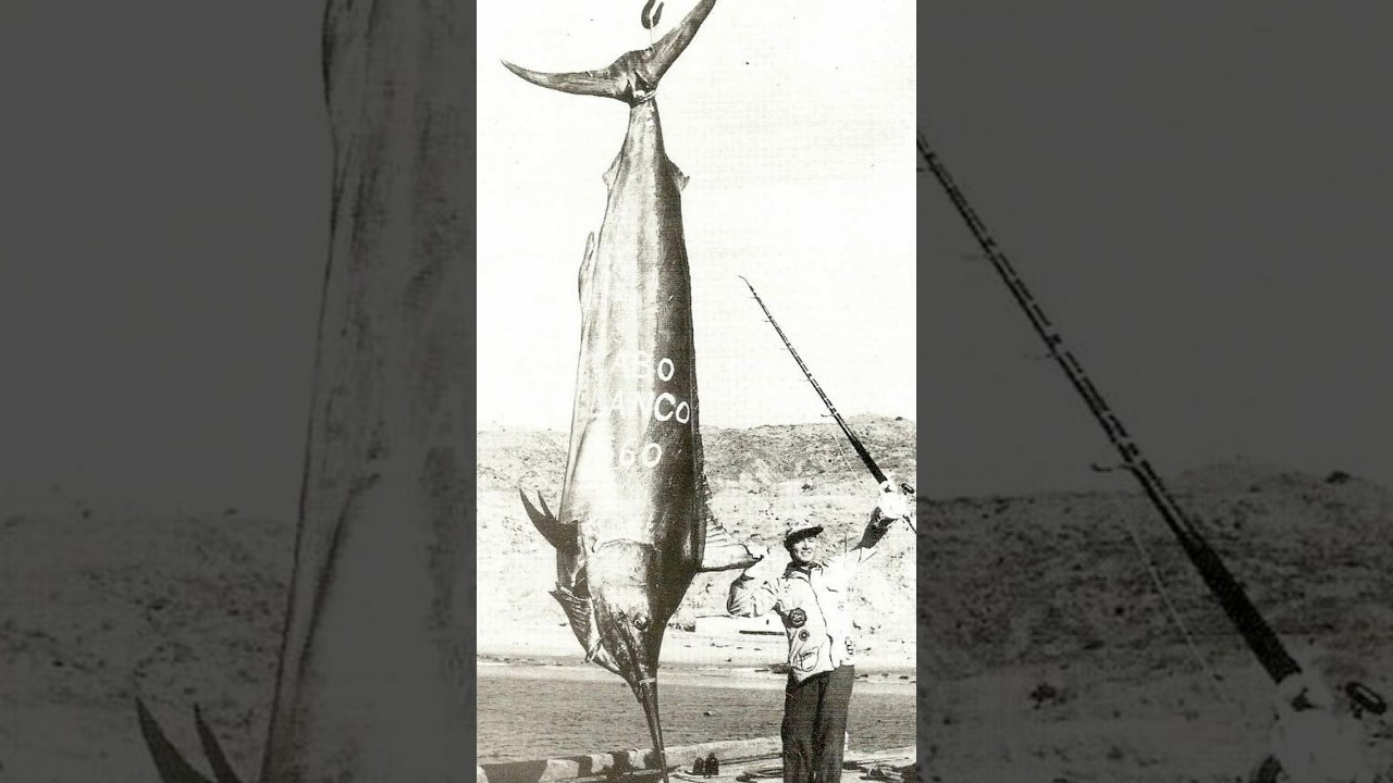 When A Texan Angler Caught The Largest Black Marlin In History
