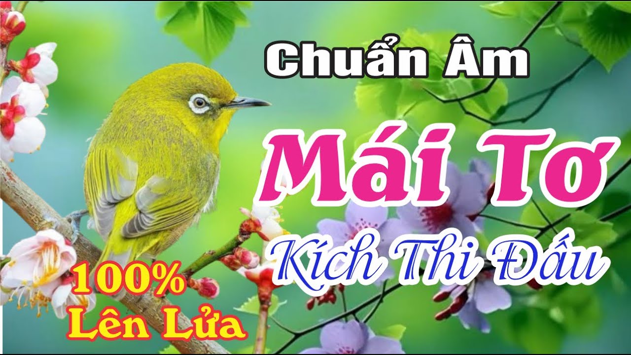 Khuyên Mái Kích Trống Lên Lửa Siêu Nhạy - Chuẩn Âm Mái Tơ Kích Bổi Nhanh Ra Giọng Hót Líu