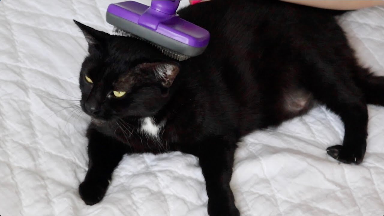 ASMR | Gentle brushing & petting on my cat Lola 🐱💗