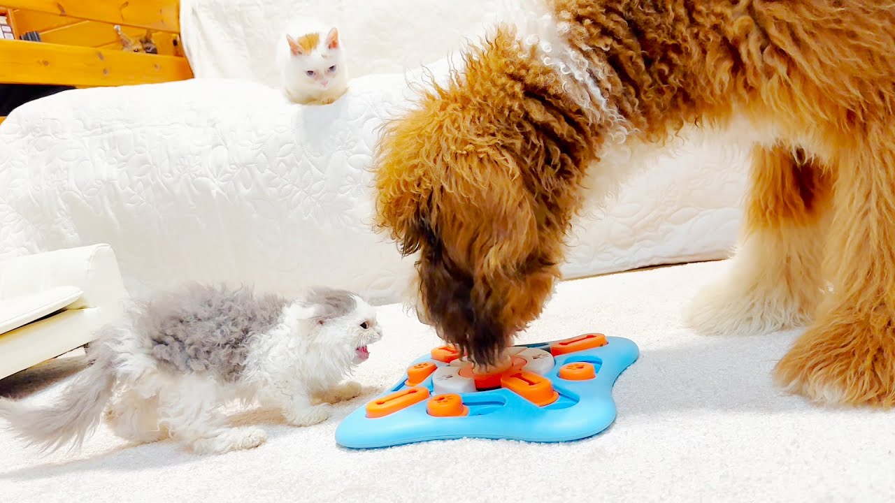 Does a dog-cat friendship exist? Giant poodle, Selkirk Rex cat and Lambkin cats are playing