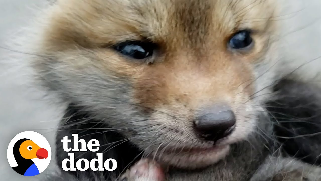 Two Orphaned Baby Foxes Go Nuts When They Meet For The First Time 🦊❤️ | The Dodo Little But Fierce