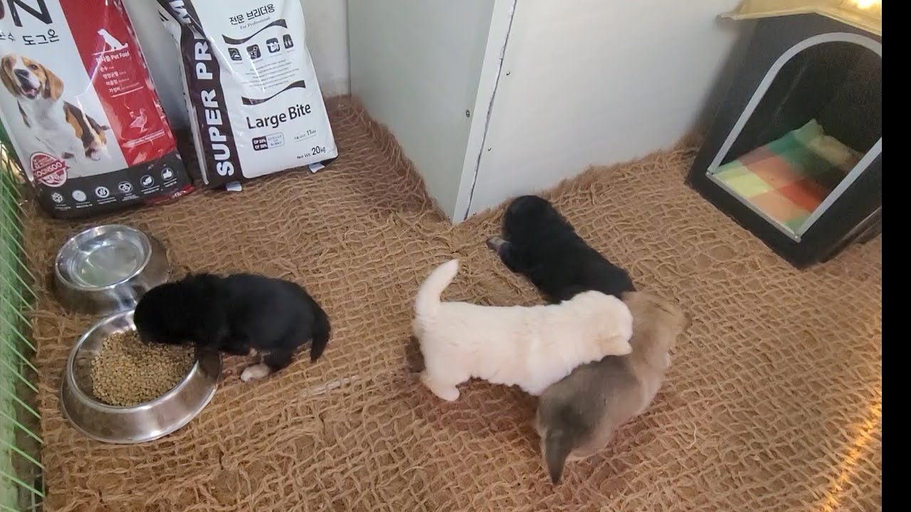 귀여운 강아지들 개집을 깨끗한 곳으로 옮겼습니다.