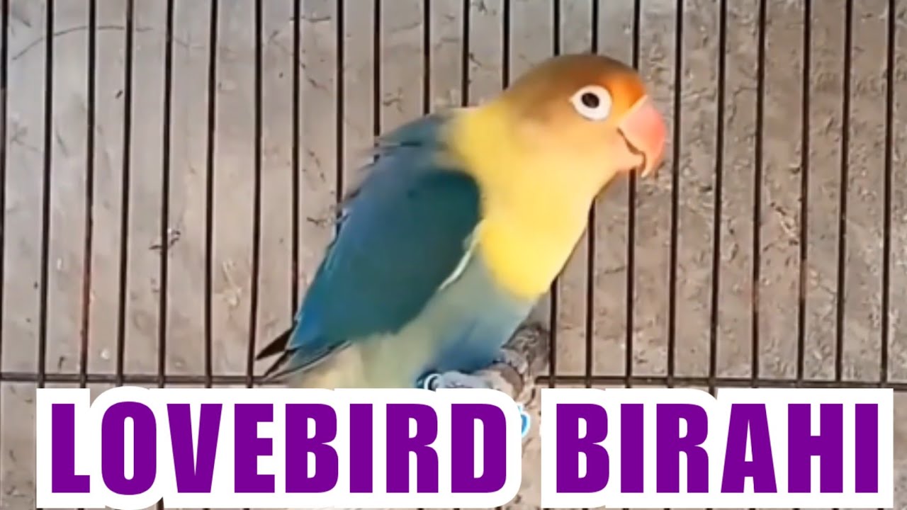 Masteran Suara Burung Lovebird Jantan Birahi Tinggi Untuk Memancing Birahi