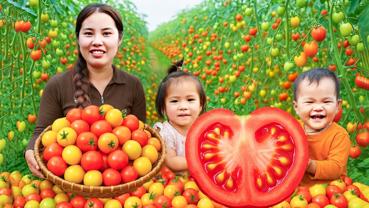 Harvesting giant tomato garden and wild bamboo shoots to sell at the market with 2 children