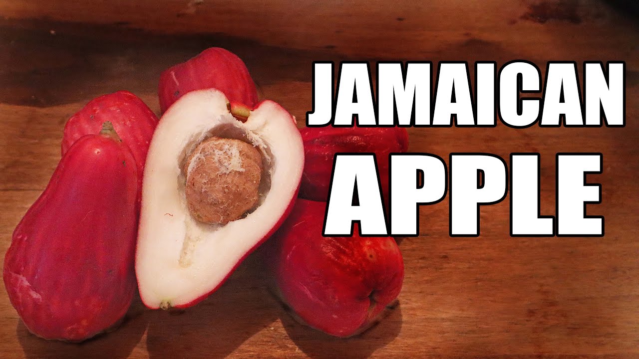 OTEHEITE APPLE: Trying a Unique Fruit Species in Jamaica (Malay Apple) - Weird Fruit Explorer