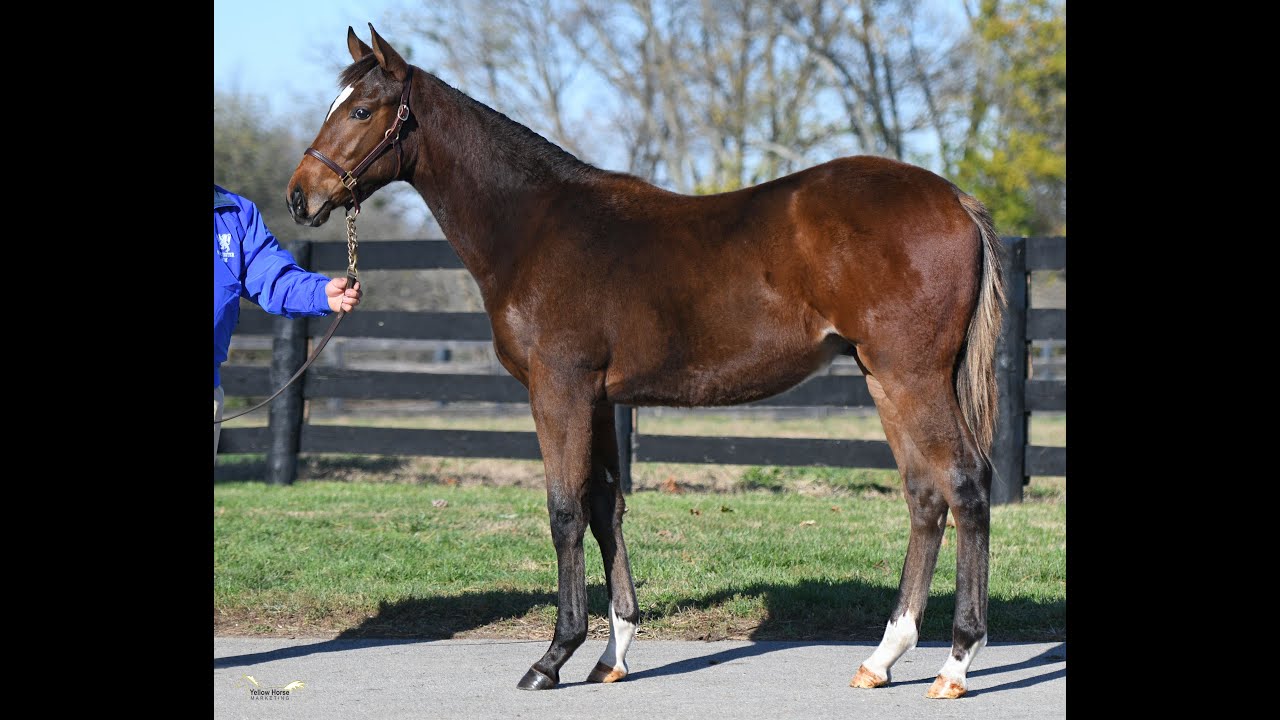 KEENOV Hip #773 Hard Spun x Patti O'Rahy '20 colt