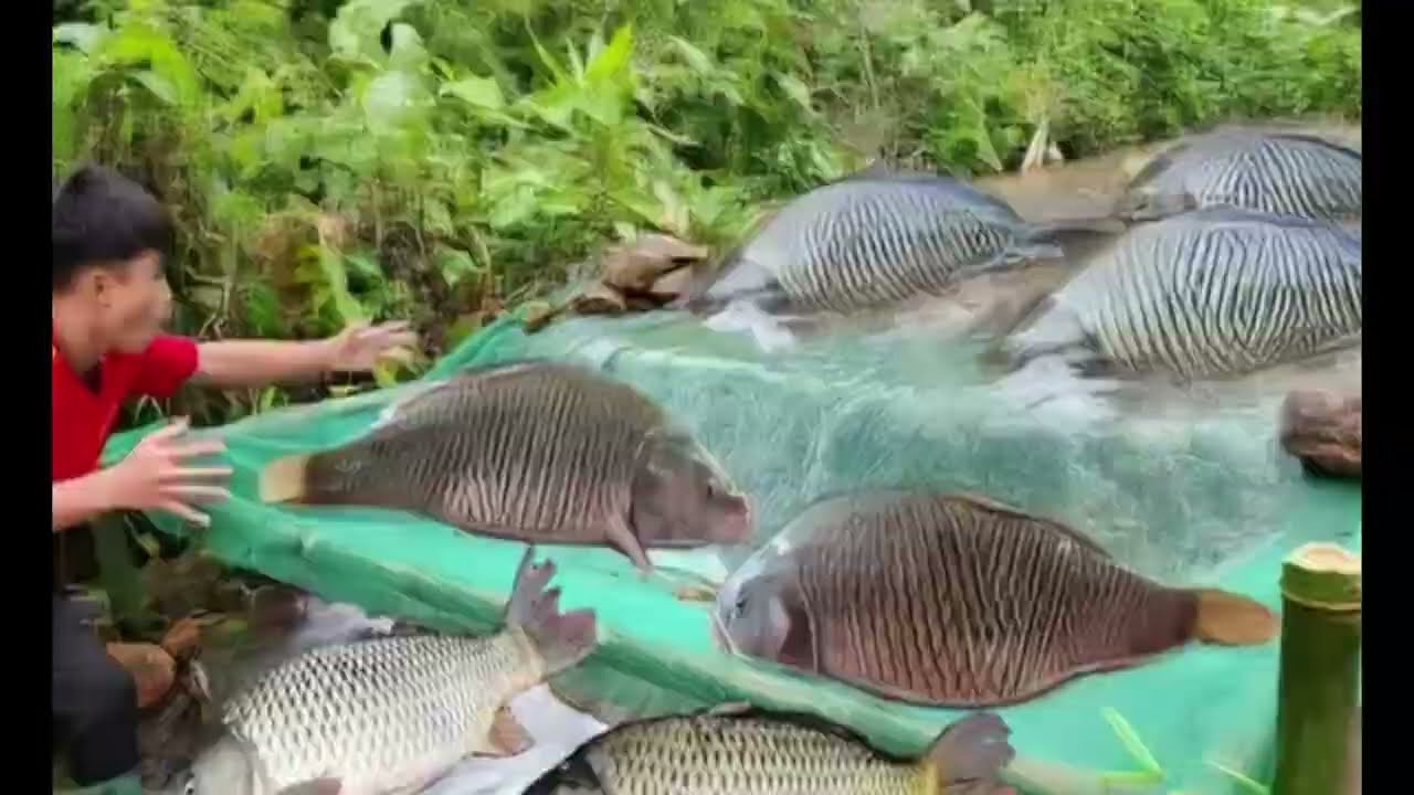 Easy Stream Fishing Technique Brings in an Impressive Catch!  || survival video | Sell in Market.