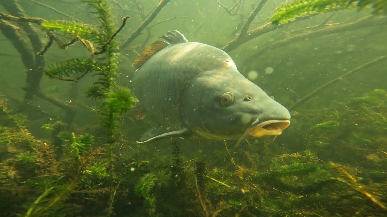 Les dames du lac de Biscarrosse. De grosses Carpes en bordure, &agrave; l&rsquo;ombre des arbres immerg&eacute;s.