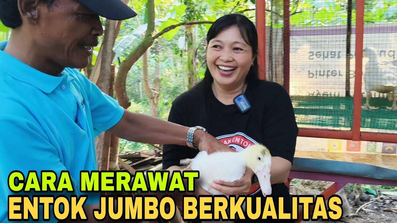 Cara Merawat Entok Jumbo Berkualitas