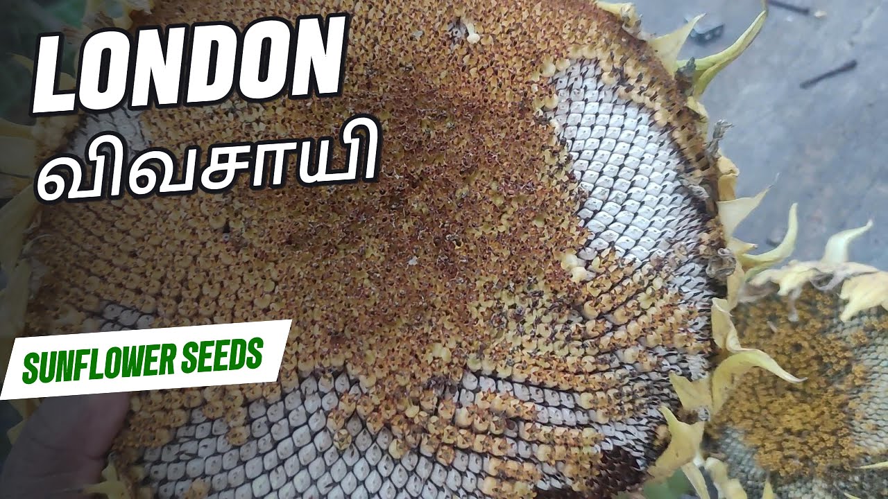 சன்ஃப்ளவர் விதை சேகரிப்பு 🌻 | மேலும் அறுவடை & புதிய கத்தரிக்காய் சமையல் | லண்டன் விவசாயி