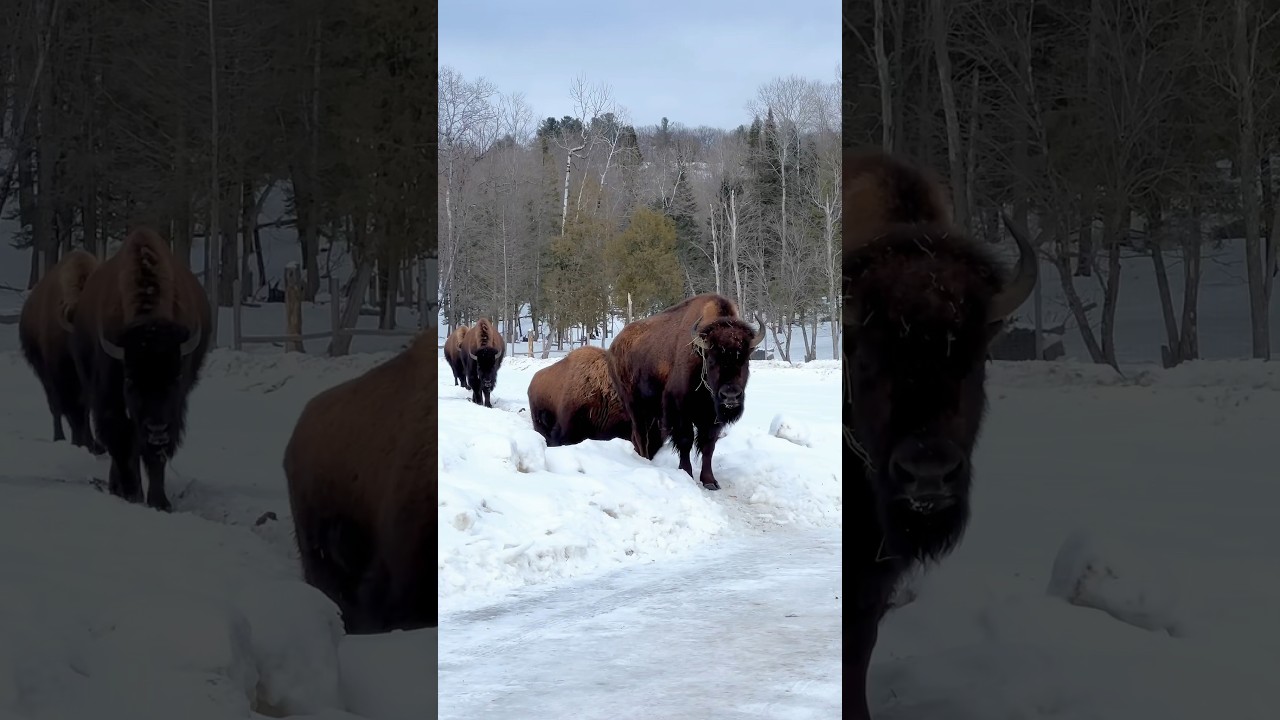 How To Experience Winter in Montebello, Quebec #outaouaisfun