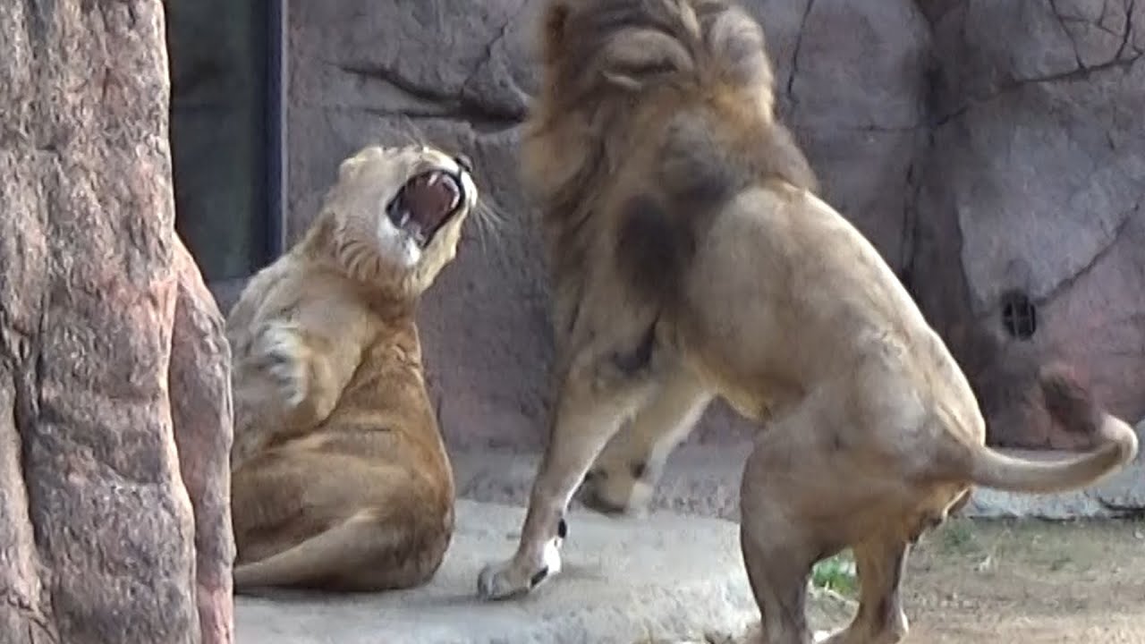 ライオンのガオウ　ルナとモナカにモテモテ　最後はモナカに怒られる