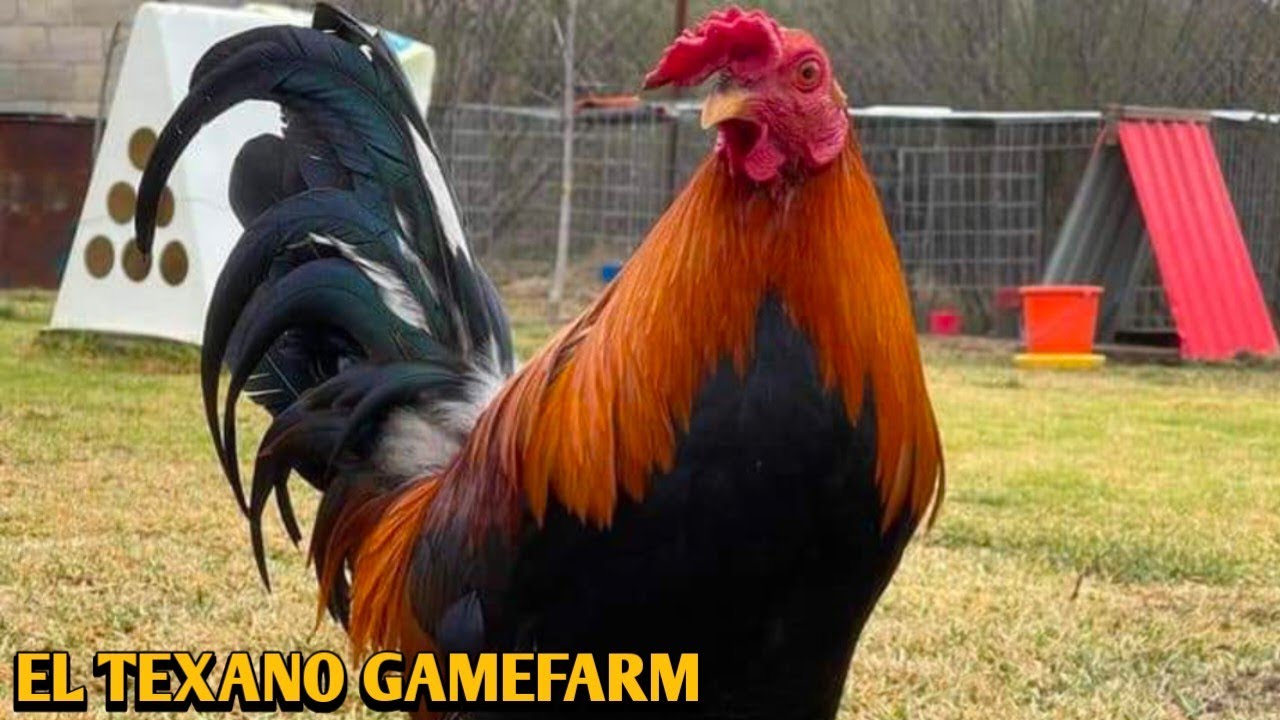Pure Larry Romero Yellow Leg Hatch  - EL TEXANO FARM