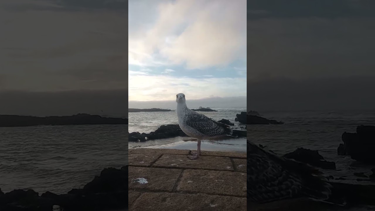 الصويرة مدينة هادئة بناسها وطيورها Essaouira