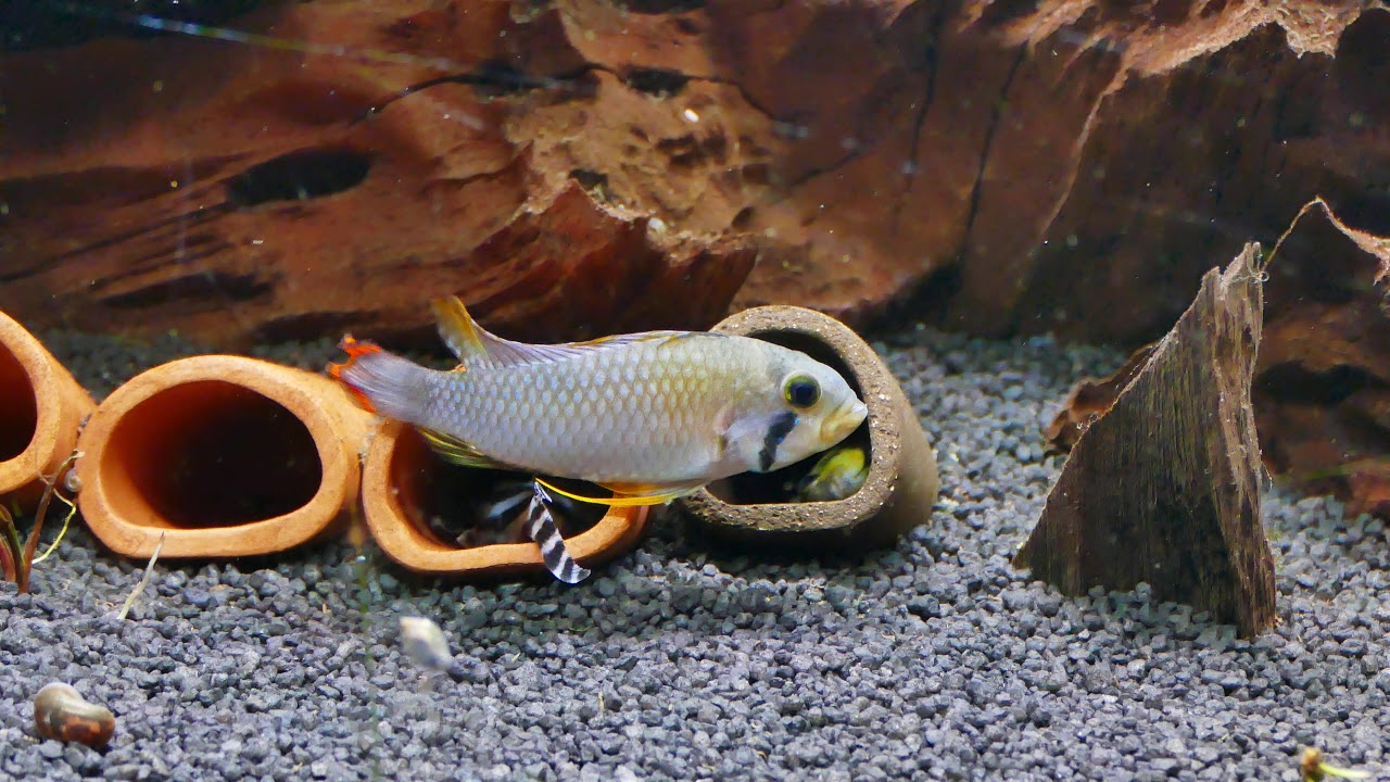Apistogramma Panduro Breeding