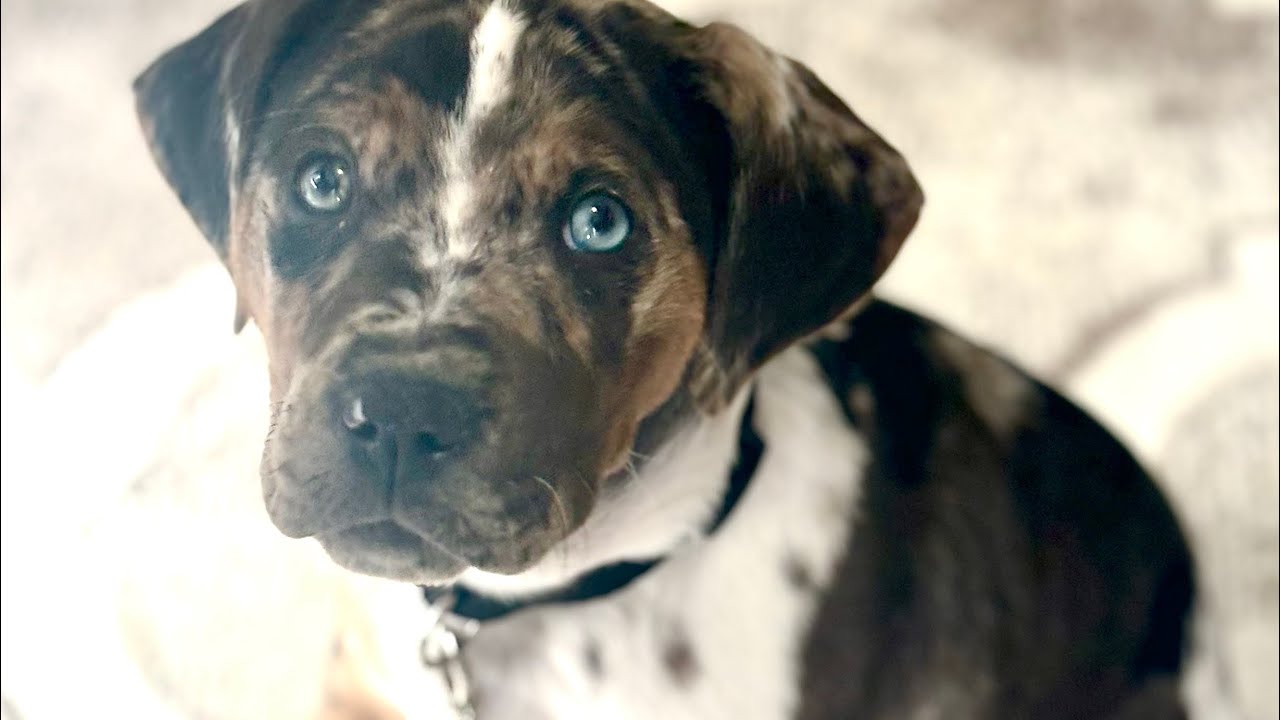How to raise a puppy in apartment! Essentials & full list of what I did to prepare.