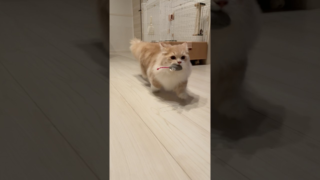 【ミヌエット/短足長毛】ネズミを捕らえてルンルンな猫