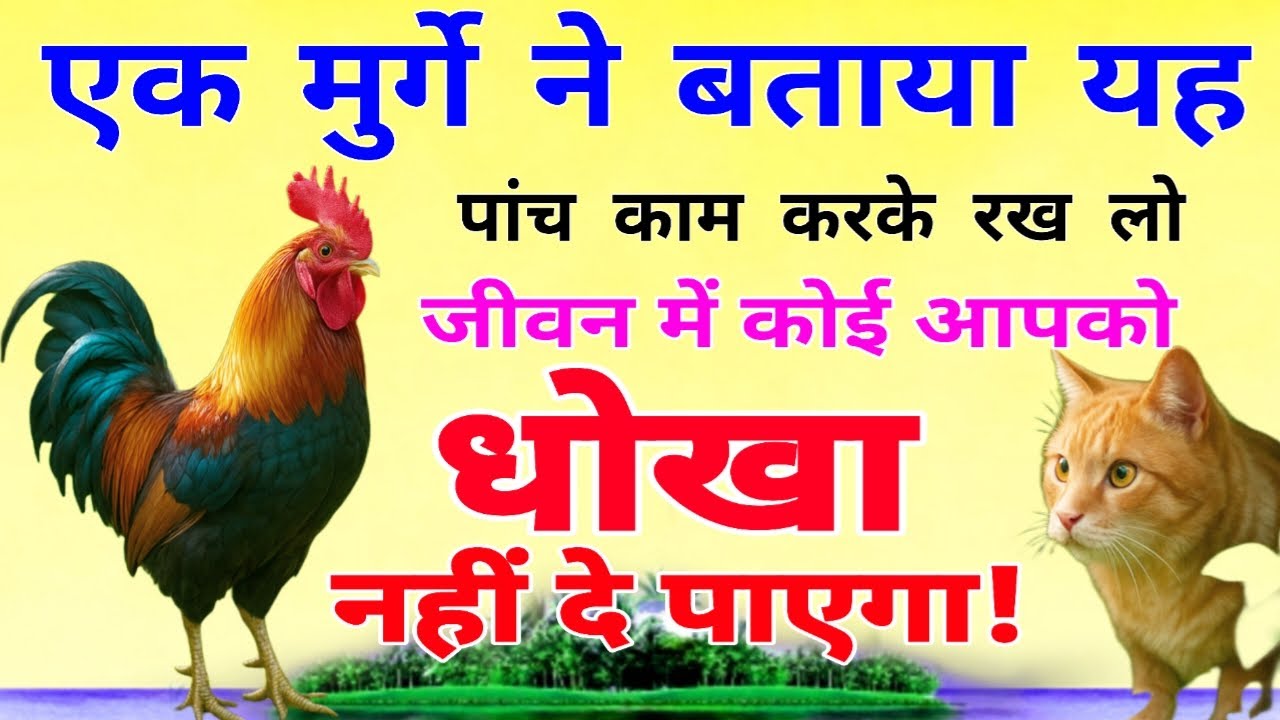 एक मुर्गे ने बताया कि यह पांच काम आज ही करके रख लो, जीवन में कोई आपको धोखा नहीं दे पाएगा!